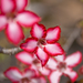 Impala Lily - Photo (c) pillwixler, some rights reserved (CC BY-NC)
