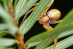 Philodromus rufus pacificus