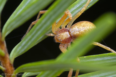 Philodromus rufus pacificus