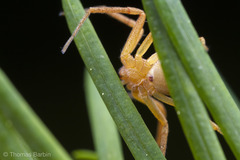 Philodromus rufus pacificus