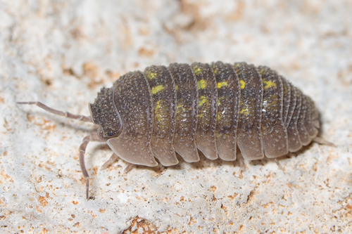 Armadillidium beieri