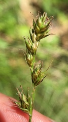 Carex tumulicola