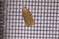 Autosticha kyotensis