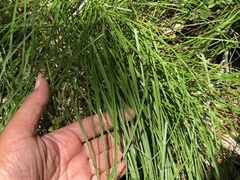 Carex tumulicola