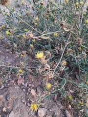 Centaurea sicula, photograph (c) Abdenour Kheloufi, some rights reserved (CC BY)