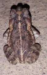 Incilius coccifer
