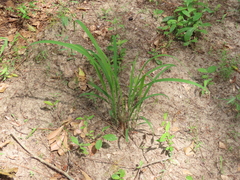 Chasmanthium