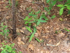 Dichanthelium scoparium