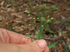 Dichanthelium scoparium