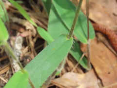 Dichanthelium scoparium