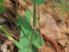 Dichanthelium scoparium