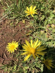 Arctotheca prostrata