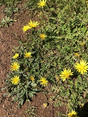 Arctotheca prostrata