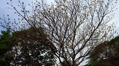 Handroanthus chrysanthus