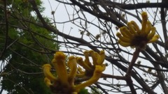 Handroanthus chrysanthus