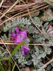 Astragalus argophyllus