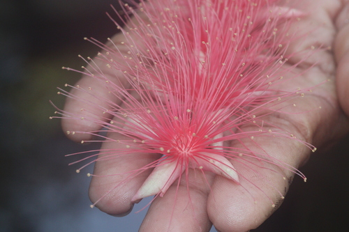 Barringtonia racemosa