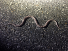 Phyllorhynchus decurtatus