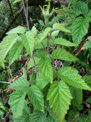 Rubus ursinus macropetalus
