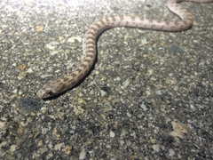 Phyllorhynchus decurtatus