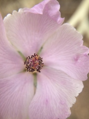 Malacothamnus fremontii