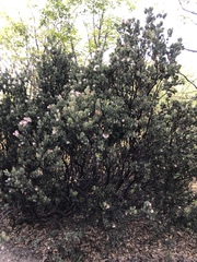 Arctostaphylos pringlei