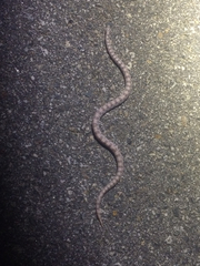 Phyllorhynchus decurtatus