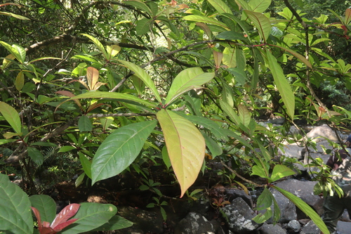 Barringtonia racemosa