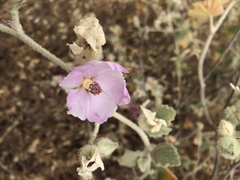 Malacothamnus fremontii