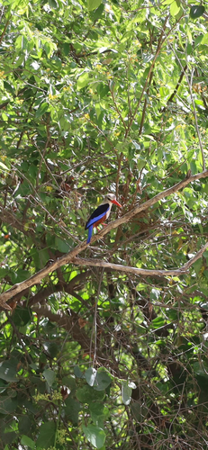 Gray-headed Kingfisher