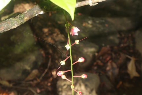 Barringtonia racemosa