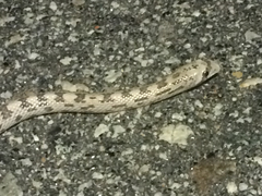 Phyllorhynchus decurtatus