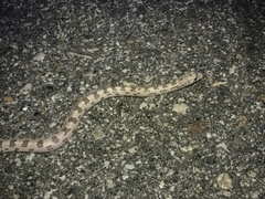 Phyllorhynchus decurtatus