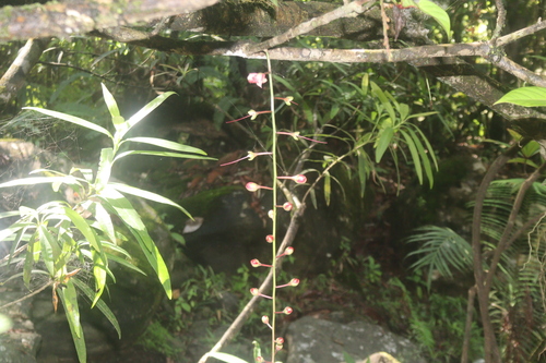 Barringtonia racemosa