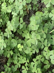 Marsilea macropoda