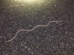 Phyllorhynchus decurtatus