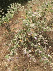 Malacothamnus fremontii