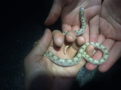 Phyllorhynchus decurtatus