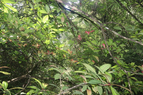 Barringtonia racemosa