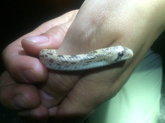 Phyllorhynchus decurtatus