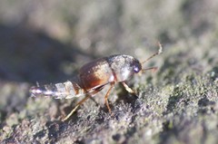 Sepedophilus marshami