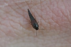 Sepedophilus marshami