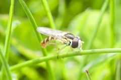 Sphaerophoria philanthus