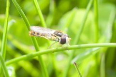 Sphaerophoria philanthus