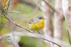 Setophaga pitiayumi graysoni