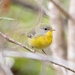 Socorro Parula - Photo (c) world_lineage, some rights reserved (CC BY-NC), uploaded by world_lineage