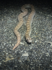 Phyllorhynchus decurtatus