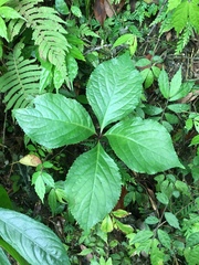 Chloranthus oldhamii