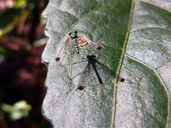 Amblypsilopus zonatus