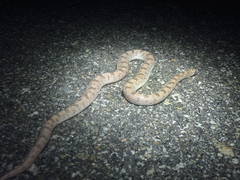 Phyllorhynchus decurtatus